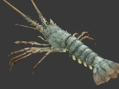 Australian lobster Low-poly 3D model buy