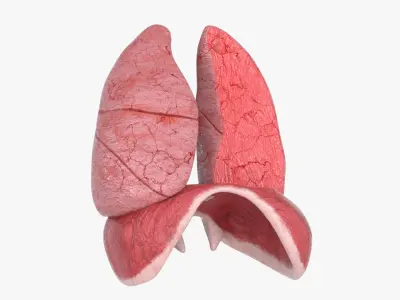  Lungs Cross Section Separated 