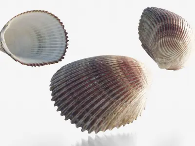 Scanned seashell Low-poly 3D model purchase