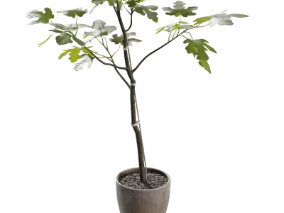  Large Potted Fig Plant Model 