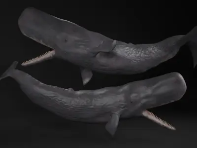 Whales Collection 3 3D model