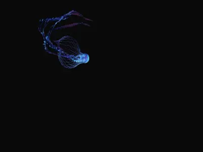 Jellyfish 3D model buy