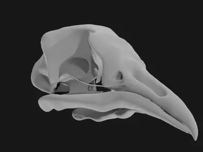 Pigeon skull 3D model