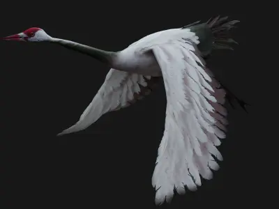 Pack-02-Bird Family 3D model