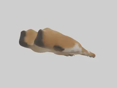 Dog Paws Low-poly 3D model