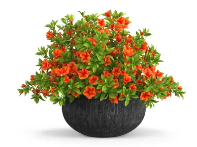 Petunia Flower Pot with Soil Orange 3D model