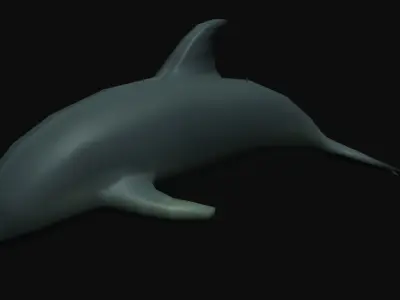 Dolphin 3D model order