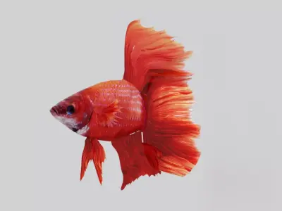 Betta Fish 3D model order