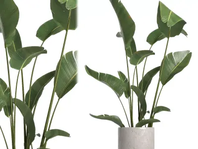 indoor plant 055 3D model