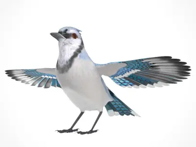 3D Bird Pack Blue Jay Male and Female Low-poly 3D model Low-poly 3D model
