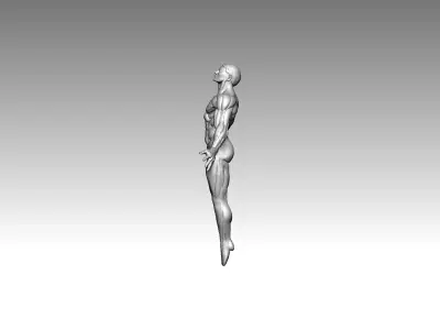 3D Model  Anatomy  Human 3D print model