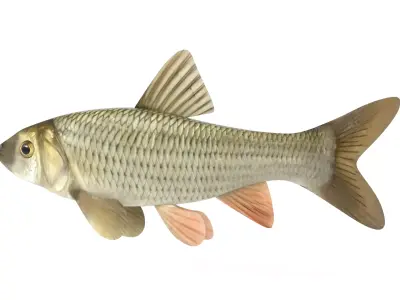 Fish Chub 3D model buy