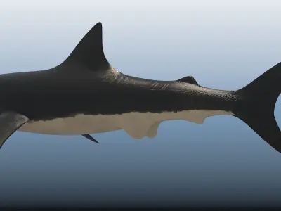 SHARK great Low-poly 3D model order