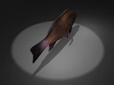 Mycteroperca fish Low-poly 3D model