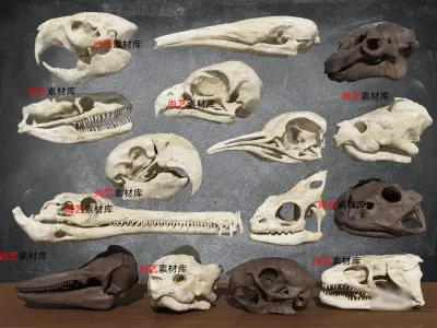 Dinosaur Fossil Workshop Collection - 3ds Max Low-poly 3D model
