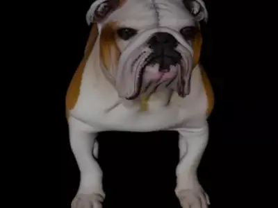 English Bulldog DOG 3D MODEL 3D model