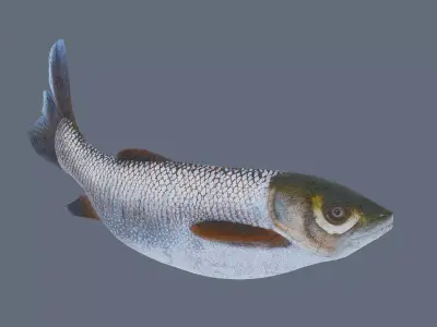 Grass carp Low-poly 3D model