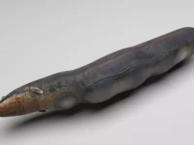 Electric Eel 3D model