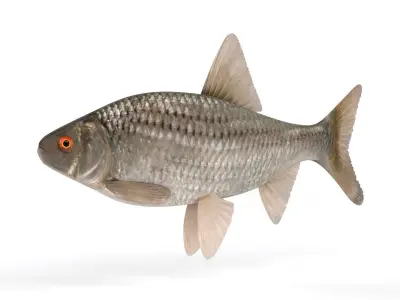 Roach Fish 3D model buy