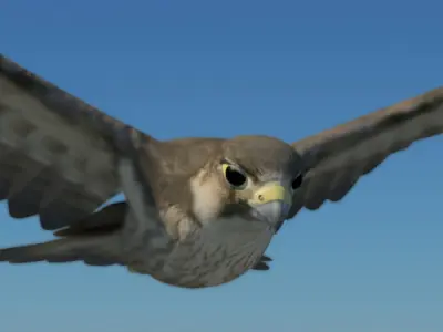 Peregrine Falcon Folded Wings Low-poly 3D model