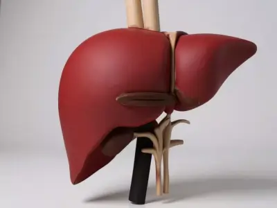 Human anatomy collection pack 3D print model