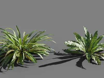 Birds Nest Fern Asplenium Nidus VFX Grace Low-poly 3D model