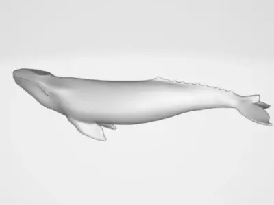 Whale 2 3D model