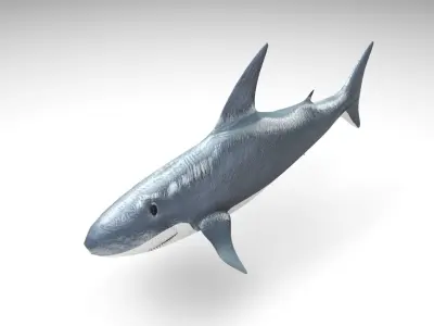 Animated and Rigged Swimming White Shark 3D model purchase