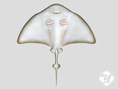 Stingray Low-poly 3D model get