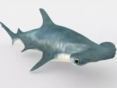 Hammerhead shark Low-poly 3D model get