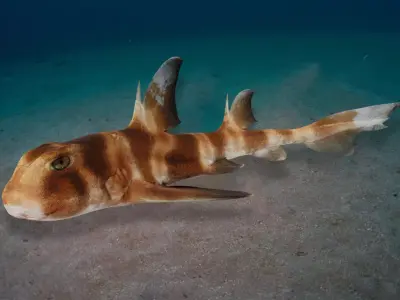 Realistic Bullhead Shark Animated 3D model