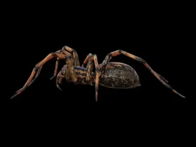 Spider 3d 3D model