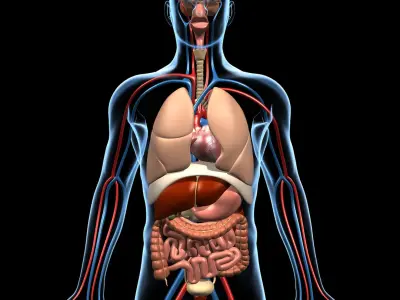 Anatomy and Brain 3D model