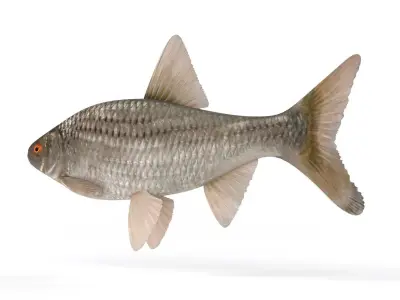 Roach Fish 3D model buy