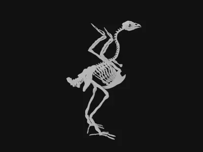 Turkey skeleton 3D model