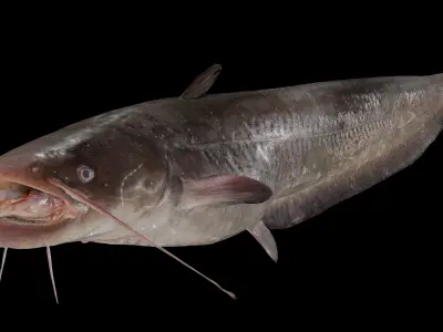 Fish Amur catfish Move 02 3D model