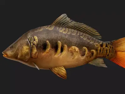 MirrorCarp Low-poly 3D model purchase