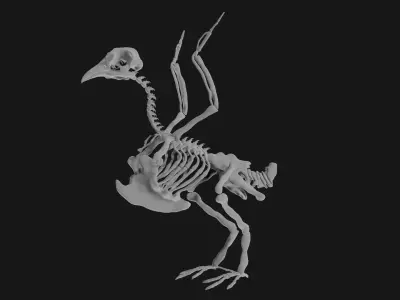 Pigeon skeleton 3D model