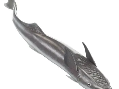  Remora Fish Rigged for Maya 