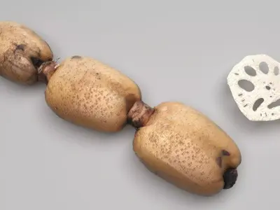 Lotus Root 3D model