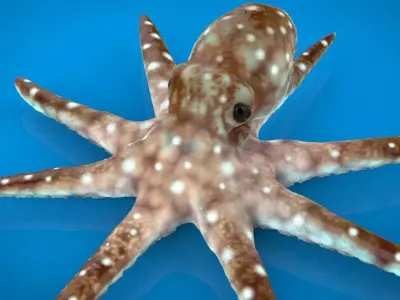 OCTOPUS Low-poly 3D model