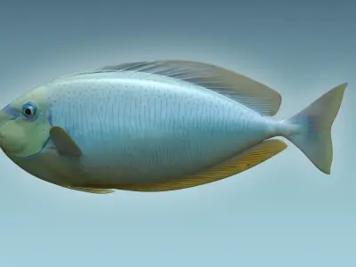 Pale Fish 3D model