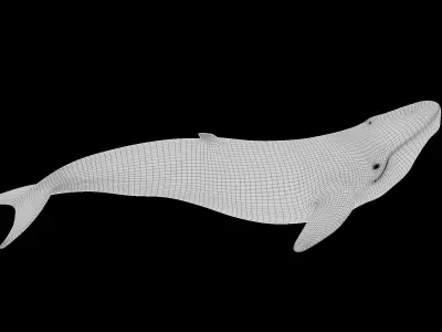 whale 3D model purchase