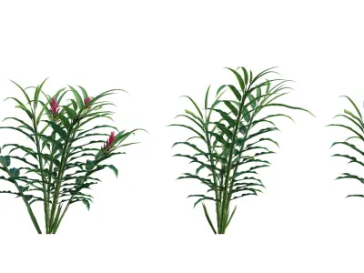 Collection 27 - Tropical garden 3D model