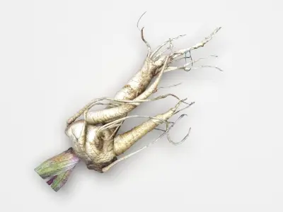 Mandrake 3D model