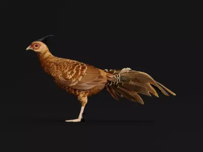 Nepal Kalij Pheasant Bird Low-poly 3D model
