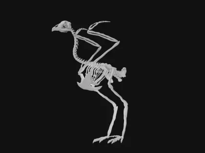 Peacock skeleton 3D model