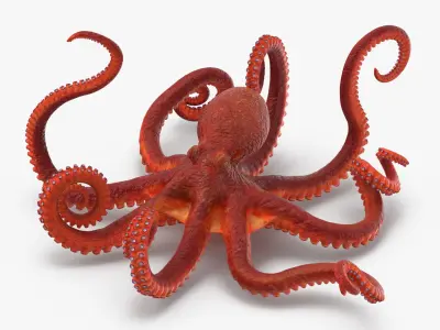 Octopus - Rigged 3D model