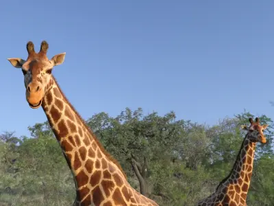African Giraffe Fur Rigged 3D model