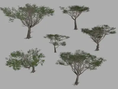 Acacia tree set 3D model